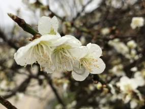 幼儿园园林中的观花花卉名称观花花卉名称大全