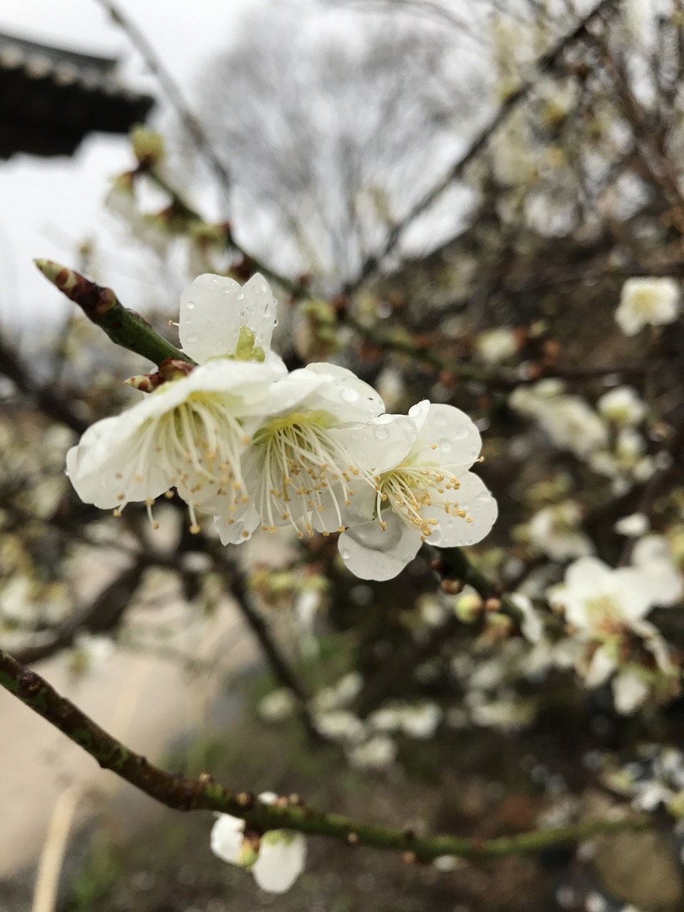 幼儿园园林中的观花花卉名称观花花卉名称大全  第1张